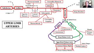 Upper Extremity Arm & Back Anatomy Review, PA, NP, Nursing, Paramedic, PT, OT