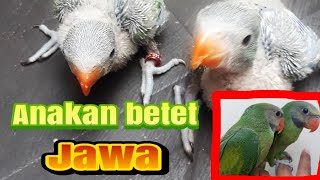 Anakan burung betet | betet jawa | merawat anakan betet