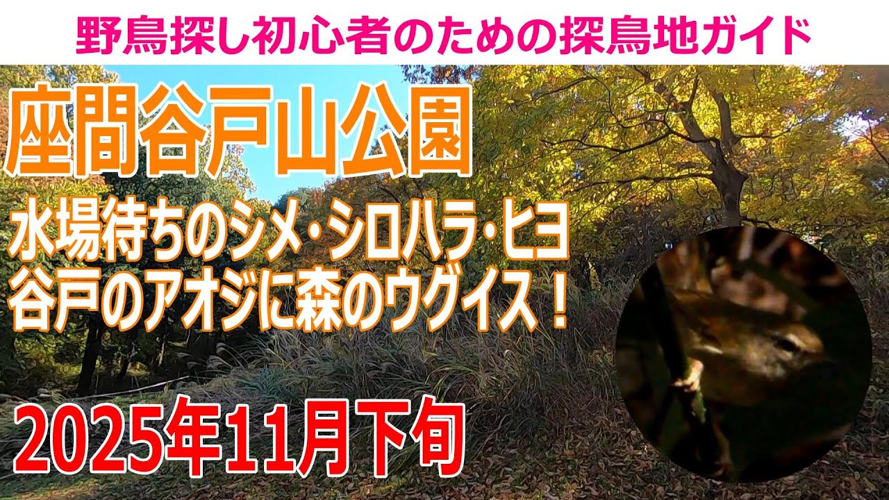 座間谷戸山公園(神奈川県)の探鳥地レポート 水場待ちのシメ・シロハラ・ヒヨドリ 谷戸のアオジ・森のウグイス！　2025年11月中旬