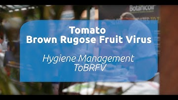 Hygiene management for ToBRFV – a presentation from Jasper Verhoeven (Royal Brinkman)