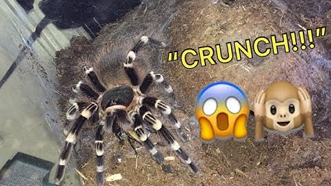 Tarantula Feeding Video - Huge Crunch!