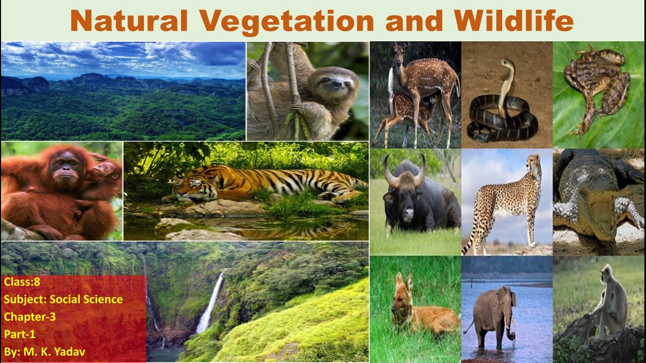 Natural Resources-Natural Vegetation and Wildlife Class-8 part-1 - YouTube