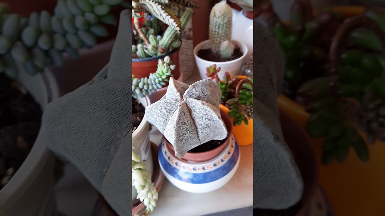 Cactusi suculente!