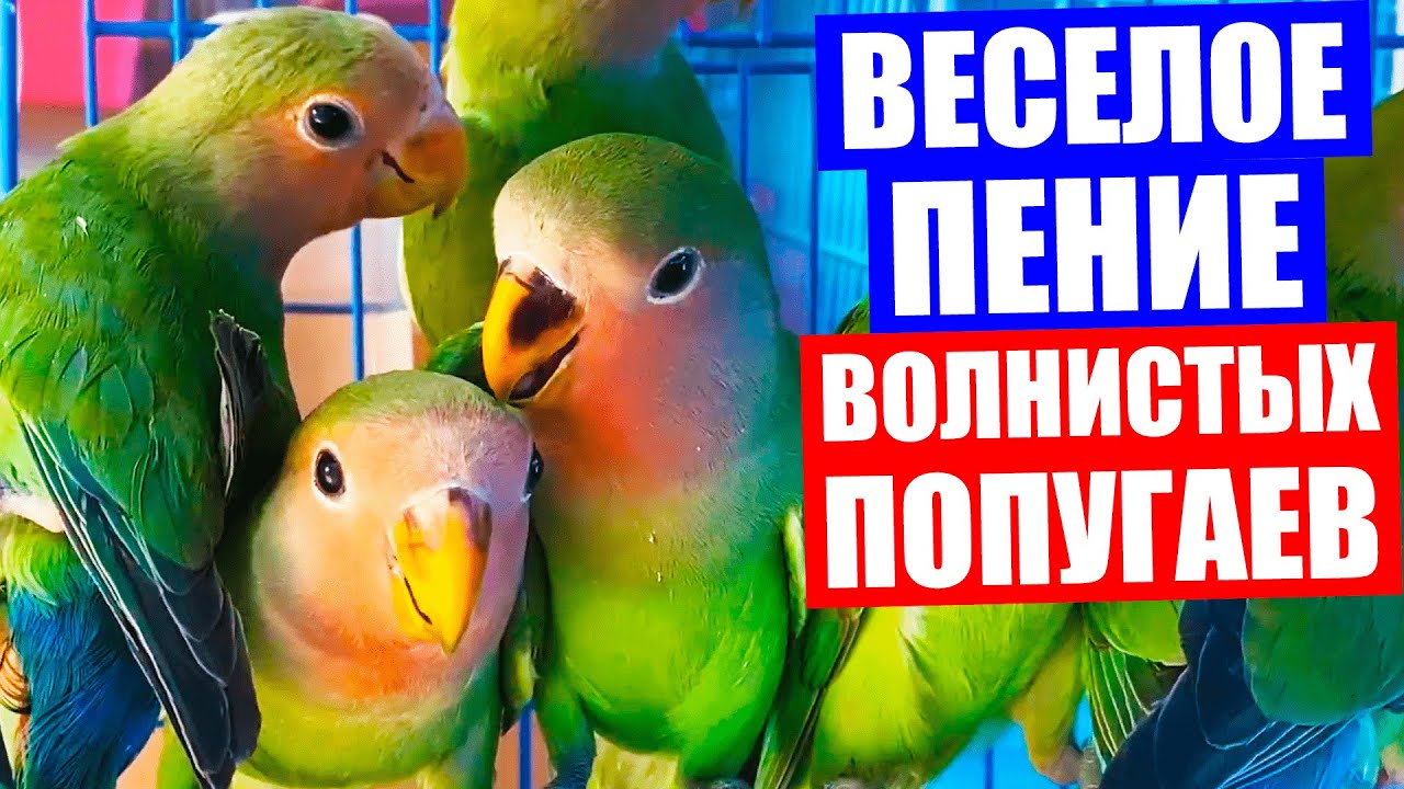 Включить пение попугаев