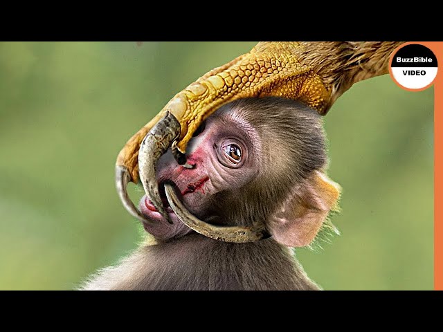 Monkey Punished By an Eagle, And Her Young Ate it !! class=