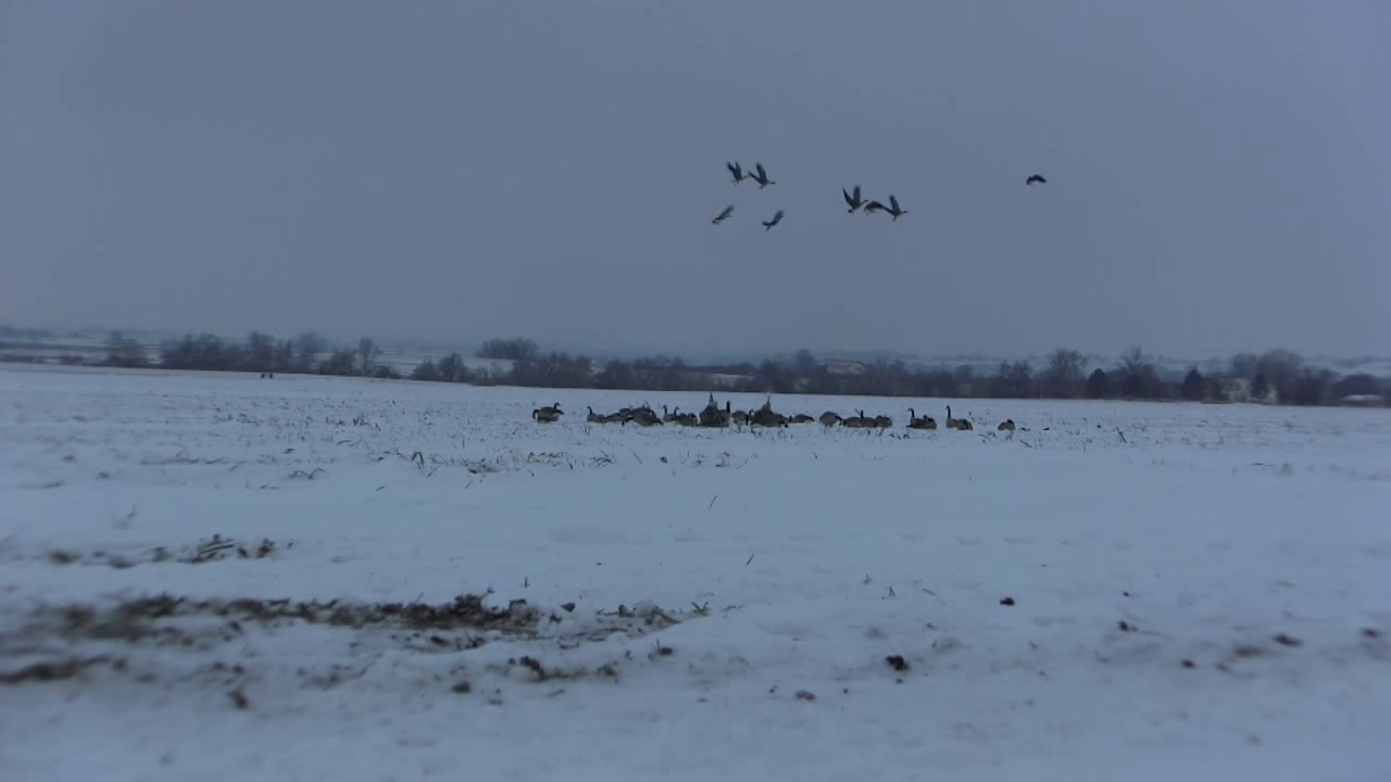 SW Idaho Goose Hunting YouTube