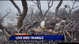 Bald Eagle love triangle