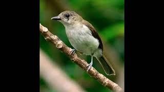 Suara pikat anti Zonk || sapu jagad || semua jenis burung kicau