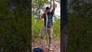 Famous Over 6 foot Carpet python. #snakecatcher #snake #australia #reptiles #animal #carpetpython Net Worth