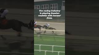Horse Killed After Tragic Fall On Philadelphia Racetrack On Day Of Preakness Stakes In Baltimore