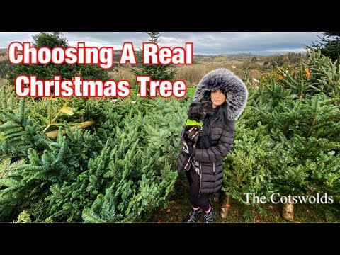 Choosing A Real Christmas Tree 🎄- Cotswolds - Dowdeswell Forestry