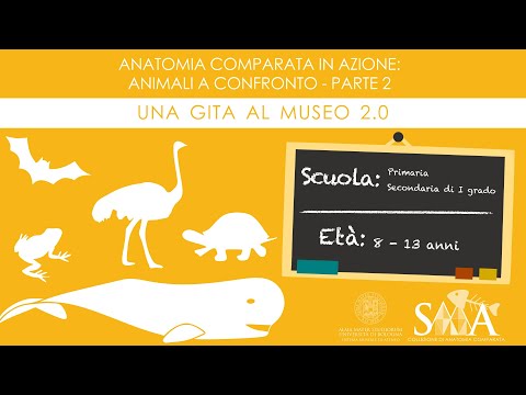 Video: Cos'è l'anatomia comparata dei vertebrati?