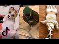 The Cutest Animals! Best Cute Animal Compilation 🐶