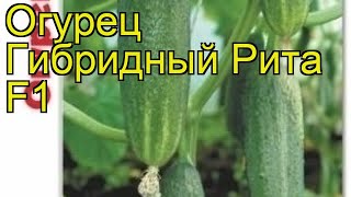 Огурец гибридный Рита F1. Краткий обзор, описание характеристик cucumis sativus Rita F1