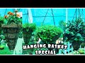 Hanging basket ll permanent and seasonal plant ll all about hanging plant🌿🌹🌸🌷