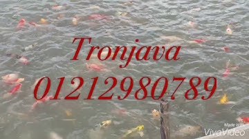 Trai cá chép koi - tronjava koi farm