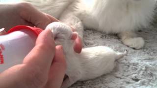 Ragdoll kitten bottle feeding