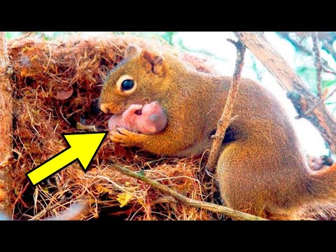 इस गिलहरी की ममता देखकर आपको रोना आ जायेगा | A squirrel begged a man to help her baby | Amazing Top5