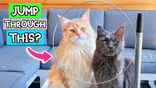Trained Maine Coons - Jumping Gracefully Through Hoops
