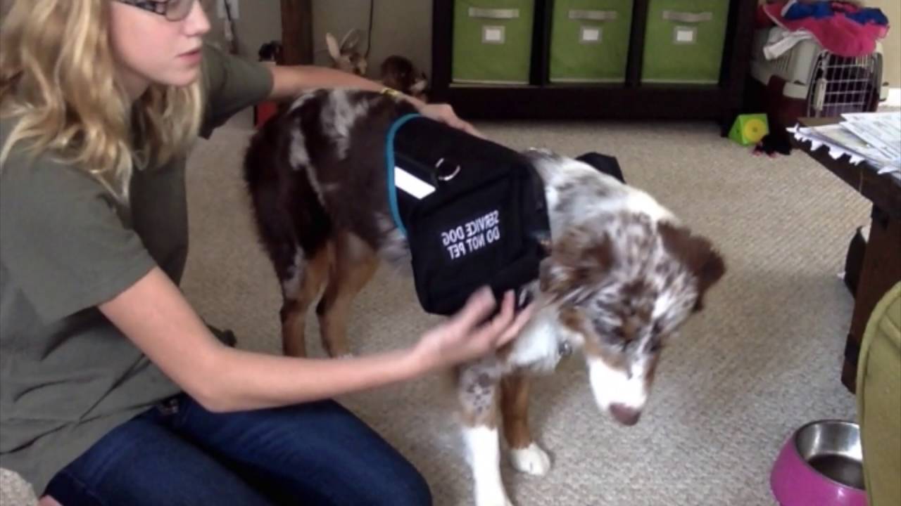 NEW RIVER DOG GEAR VEST! YouTube