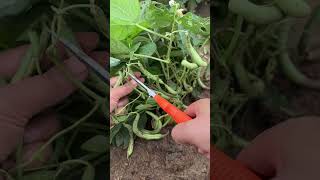 #Fresh Green Beans#Homegrown All Natural Vegetables#My Little Vegetable Garden#Xiao Qians