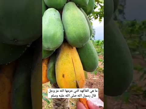 ما هي الفاكهه التي حرمها الله علينا وما زلنا ناكلها احاديث دينية