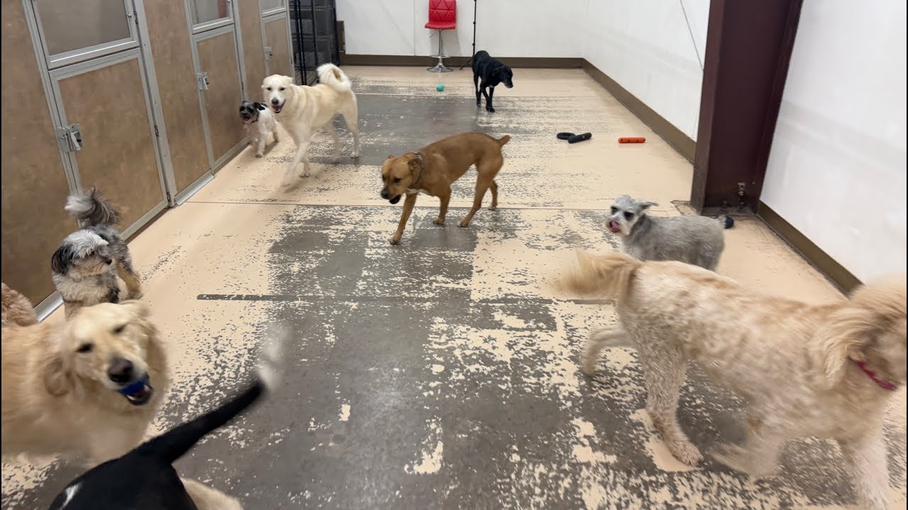 Doggy daycare LIVE‼️