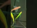 Veiltail Zebra Breading Pair