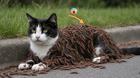 She Was Left to Die, Covered in Venomous Centipedes… Until We Found Her 💔🐱