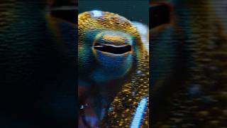The LIQUID GLITCH of the Ocean! 🐙💧 #shorts #wildlife #octopus #nature #mystery #india #science