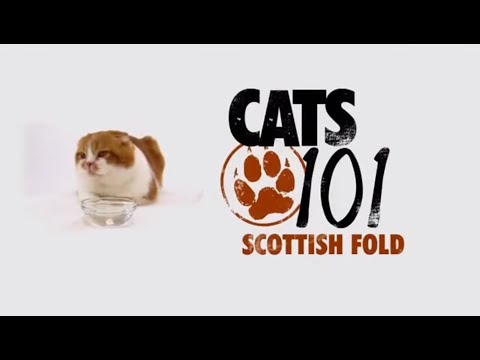 Vídeo: Quines Són Les Característiques Dels Gatets Scottish Fold?