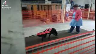 Cricket UKC Weight Pull 4/30/23