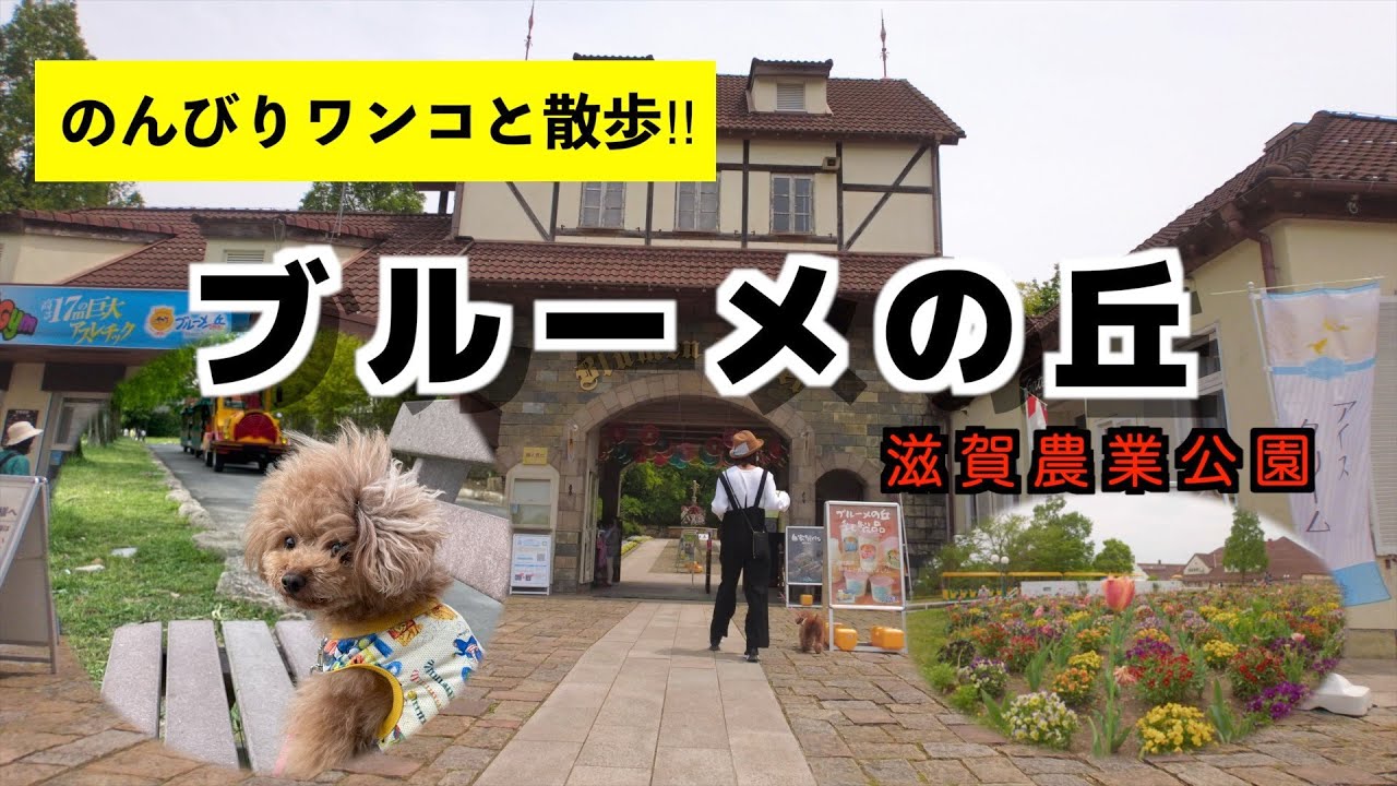 自然豊かなブルーメの丘をワンコとのんびり散歩‼【犬と旅行】【犬とお出かけ】【犬連れ】＊12