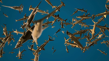 Gold Sharks - ✅ Free download VJ Loops 👁‍🗨👁‍🗨