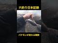 穴釣りで日本記録級超巨大魚を釣り上げる奇跡の瞬間!#shorts