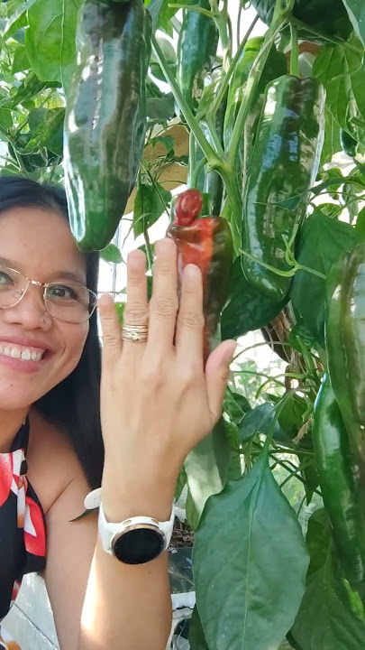Giant snack pepper #fruit #fresh #greenhouse #shorts #short #shortvideo #shortsfeed #shortviral
