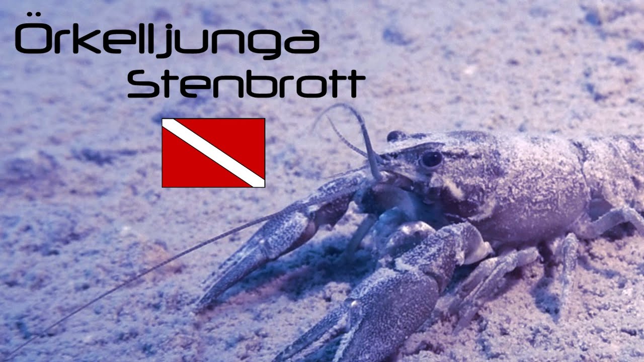 Dykning I rkelljunga Stenbrott 2016 YouTube dykning-i-rkelljunga-stenbrott-2016-youtube