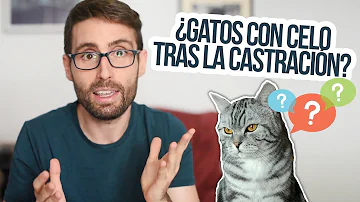 ¿Puede un gato esterilizado aparearse?