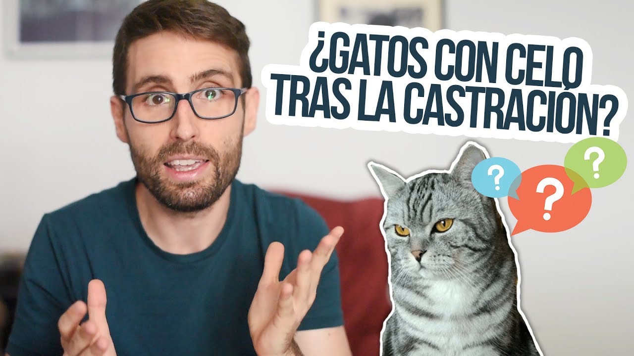 Puede mi gato tener celo tras la castración? - YouTube