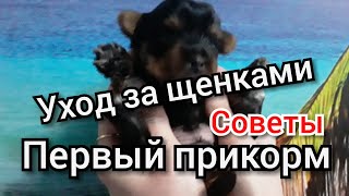 Уход за Щенками Йорка / Чем и как Кормить. Первый Прикорм / Когда делать Прививки / Советы