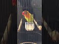 Suara Burung Love Bird Ngetik Ngekek Panjang Cocok Buat Masteran Paud Mp3 - Mp4 Download