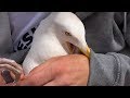 Herring Gull Rescue - Fishing line removed from leg - Cornwall