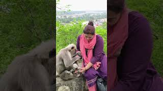 Beautiful Baby Langur