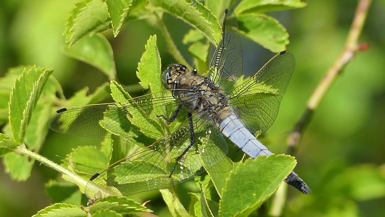 Black-tailed Skimmer 