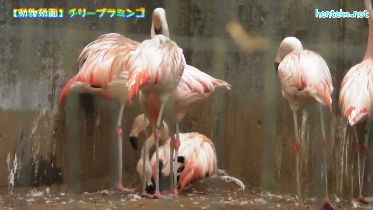 チリーフラミンゴ Chilean Flamingo 動物動画 Youtube