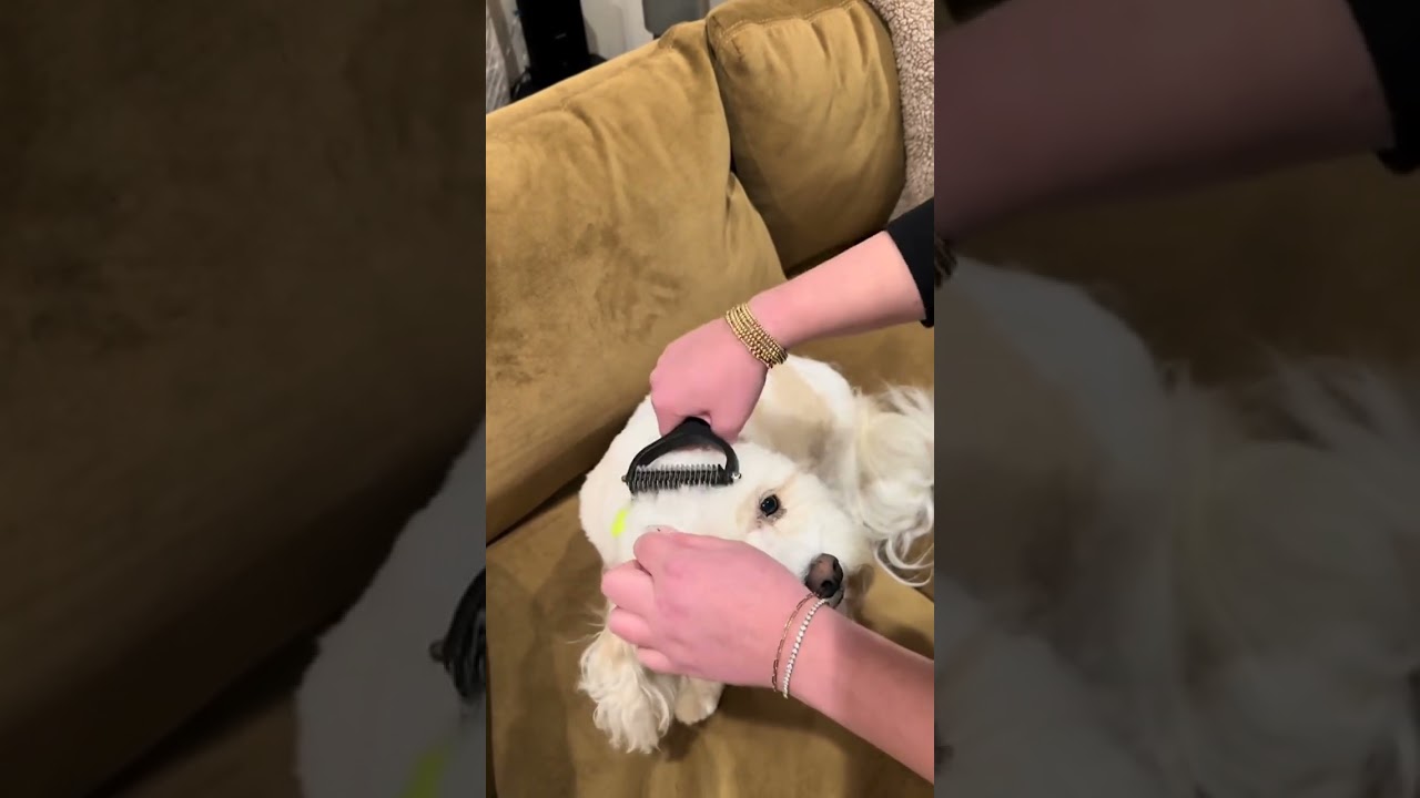 Ultimate Guide: Keep Your Dog's Coat Tangle-Free with a Dematting Brush 