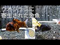 ヤフオク金魚は危険!?金魚にウオジラミ・・・