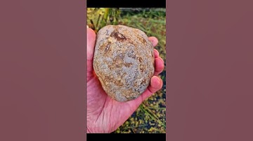 Golden Ammonite Treasure encased inside ancient Jurassic Rock! 🪨✨️ #fossilhunting #fossils #shorts