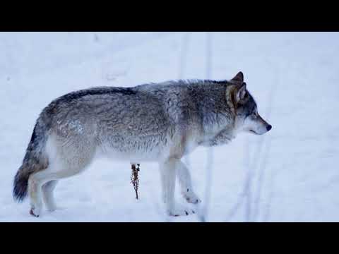 THE WOLF SONG
