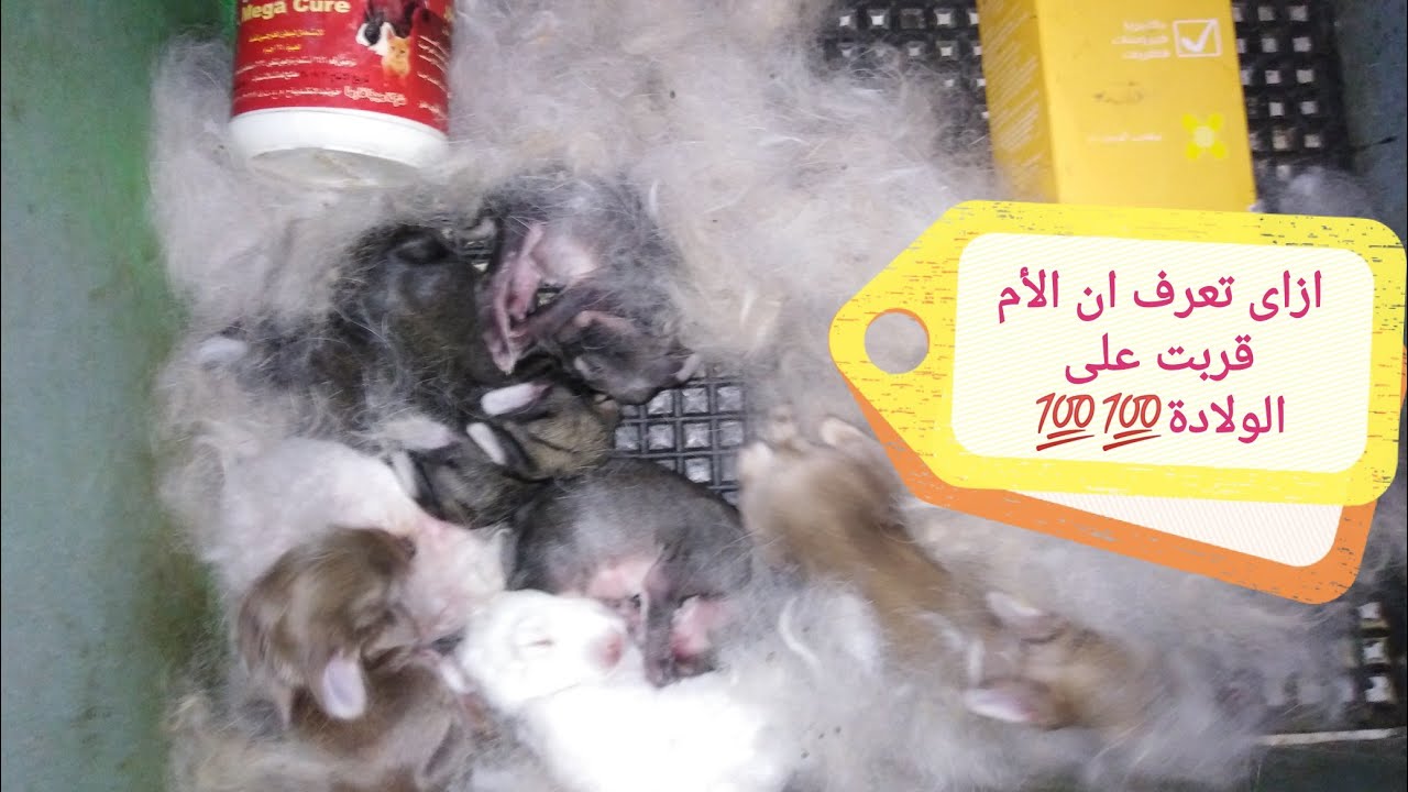 مايتم فعلة قبل ولادة الأرانب من الالف الى الياء مش هتخسر خلفة بعد اليوم 🐰 🤨  🐰👍👍💯